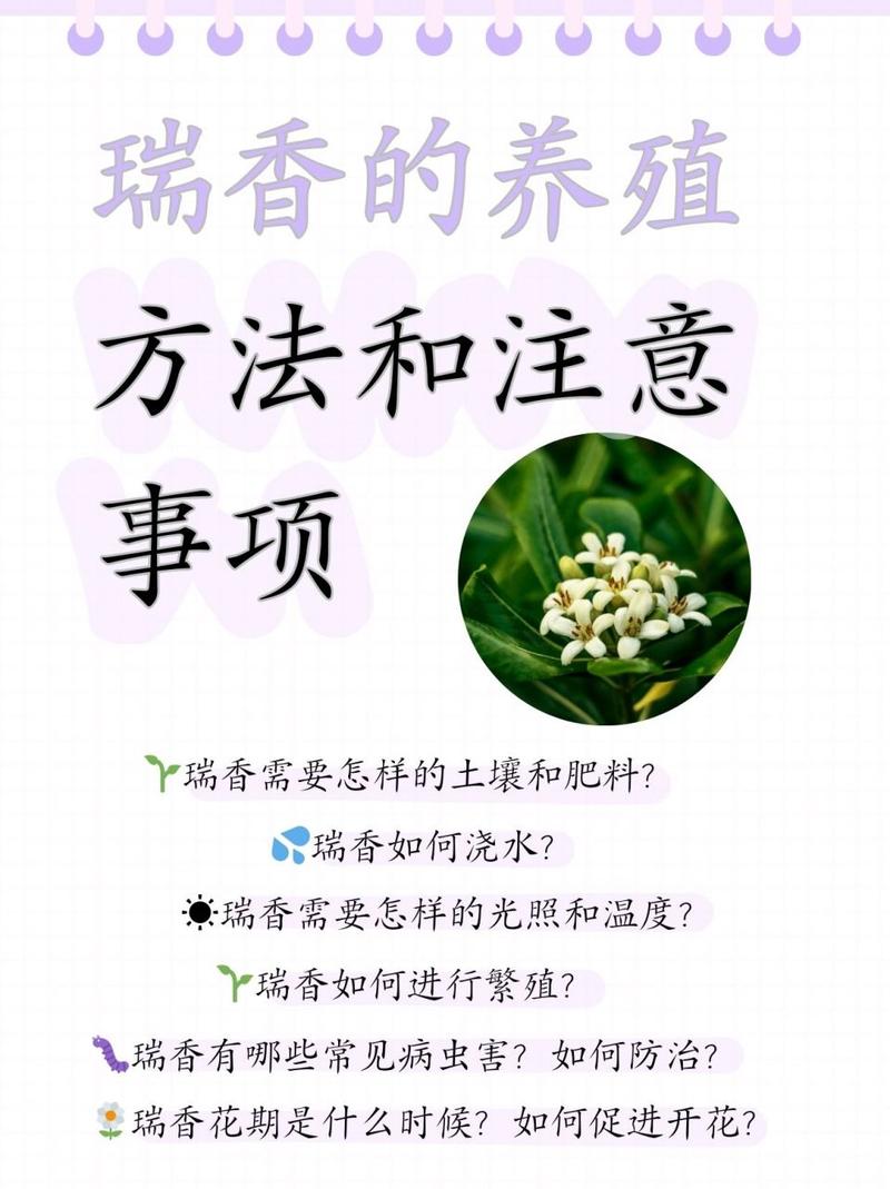 瑞香养殖常识 - 瑞香的养殖方法和施肥-第6张图片-牛逼常识网 瑞香养殖常识 - 瑞香的养殖方法和施肥-第6张图片-牛逼常识网